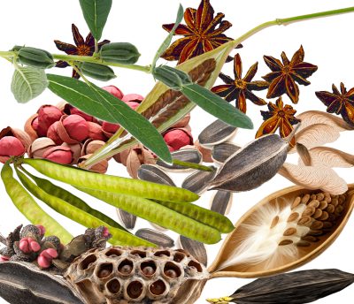 Seeds and Pods: Making Beads - Dec. 4 - 6, 2026